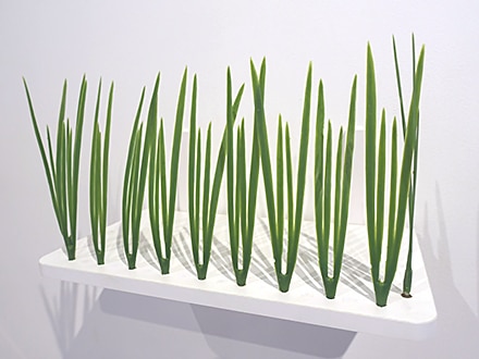 キャットグラス