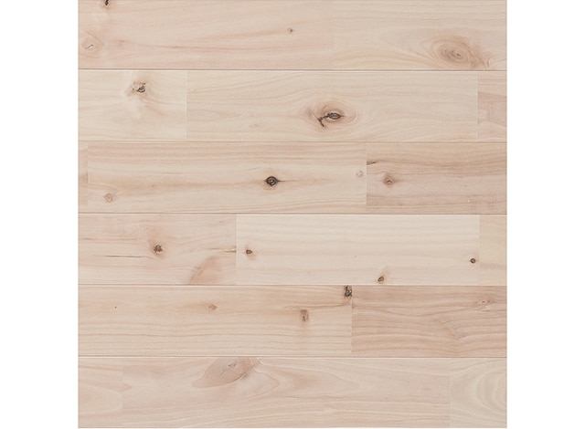 サクラ(西南カバ)